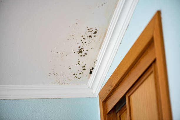 Trusted Social Circle, GA Mold Remediation Experts