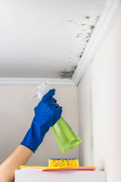 Best DIY Mold Remediation Support Services in Social Circle, GA