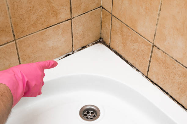 Best DIY Mold Remediation Support Services in Social Circle, GA